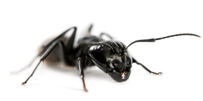 ants-pest-control-murrieta-california