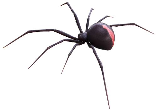 black-widow-spider--pest-control-murrieta-temecula-california