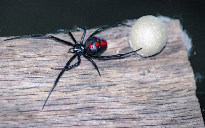 spider-pest-control-black-widow-murrieata-temecula-california