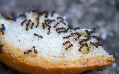 murrieta-pest-control-ants-temecula-california