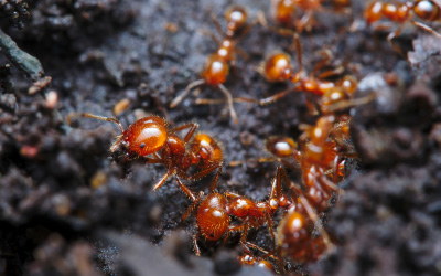 murrieta-pest-control-ants-temecula-california