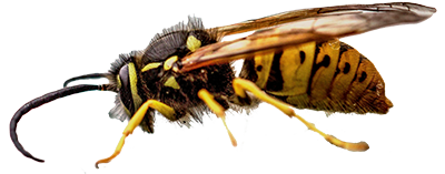 pest-control-murrieta-wasps-cal-oaks-termite