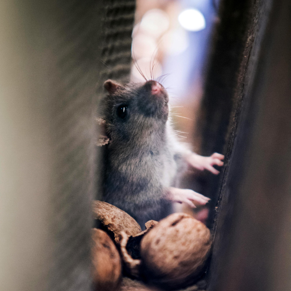pest-control-rodents-murrieta-and-southwest-riverside-county pest-control-rodents-murrieta-and-southwest-riverside-county