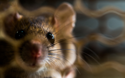rodent-control-service-murrieta-california-temecula