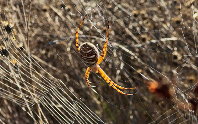 spider-pest-control-black-widow-murrieata-temecula-california