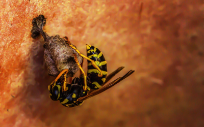 pest-control-wasps-hornets-yellow-jackets-murrieta-california