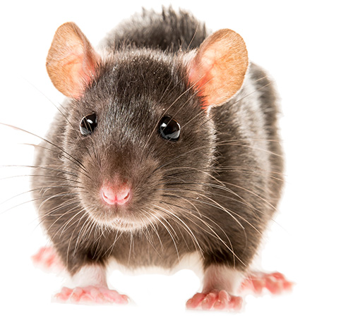 rat-pest-control-rodents-murrieta-california