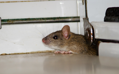 rodent-control-service-murrieta-california-temecula