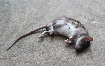 rodent-control-service-murrieta-california-temecula