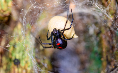 spider-pest-control-black-widow-murrieata-temecula-california