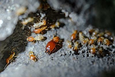subterranean-termite-inspection-temecula-southern-california-riverside-county