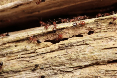 subterranean-termite-inspection-temecula-southern-california-riverside-county