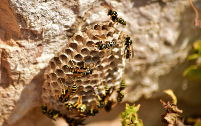 pest-control-wasps-hornets-yellow-jackets-murrieta-california