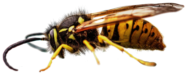 yellow-jacket-hornet-wasp-pest-control-murrieta-california-riverside-county