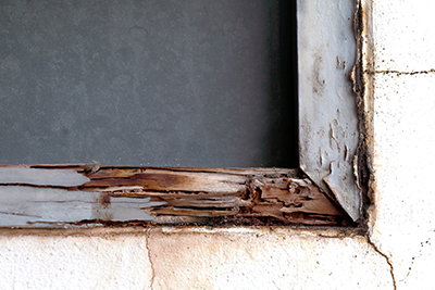 remediation-termite-damage-riverside-county-murrieta-temecula