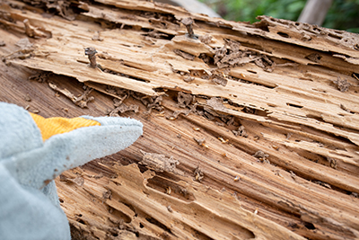 remediation-termite-damage-riverside-county-murrieta-temecula