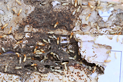 remediation-termite-damage-riverside-county-murrieta-temecula