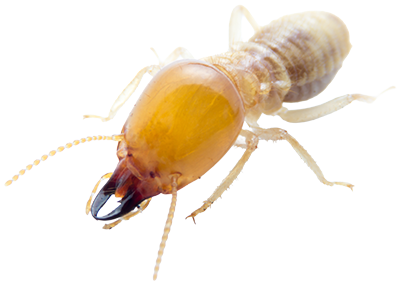 termite-inspection-riverside-county-southern-california
