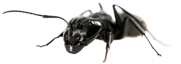 ants-pest-control-murrieta-california