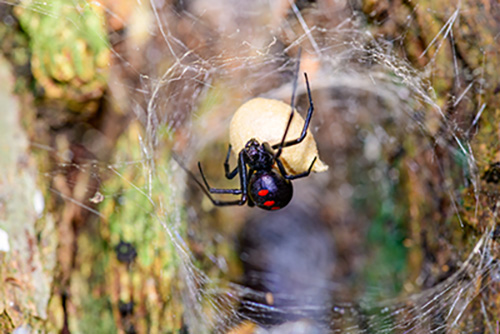black-widow-with-egg-sack-spider-control-in-murrieta-california-cal-oaks-termite