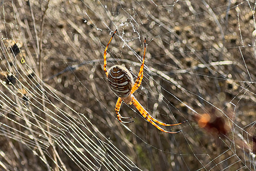 garden-spider-in-murrieta-taken-by-spider-control-company-cal-oaks-termite