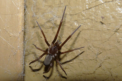 house-spider-murrieta-spider-control-cal-oaks-termite