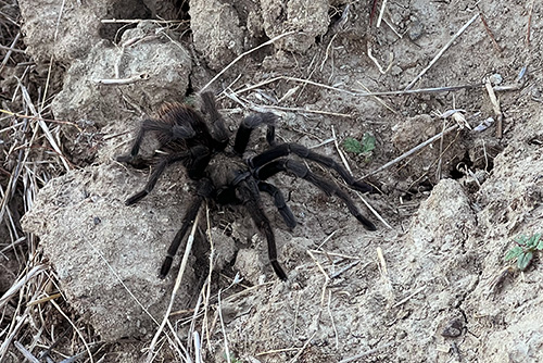 tarantula-in-murrieta-california-spider-control-company-cal-oaks-termite