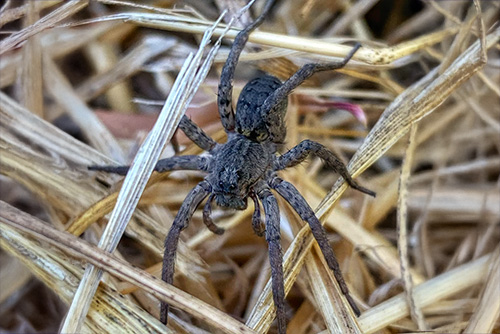 wolf-spider-control-murrieta-california-cal-oaks-termite
