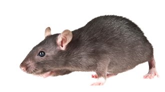 rat-control-murrieta-temecula-inland-empire-cal-oaks-termite-image-for-contact-form