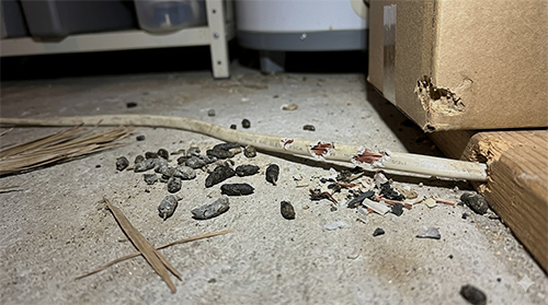 evidence-of-rat-droppings-and-cable -damage-in-murrieta-home-garage-california-cal-oaks-termite-pest-control