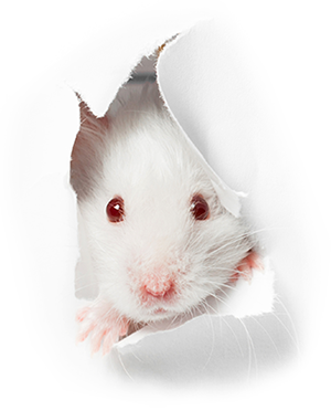 mouse-murrieta-rodent-control-cal-oaks-termite-temecula