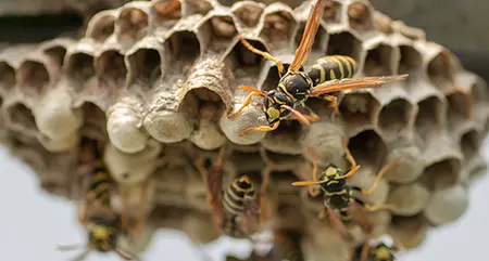 paper-wasp-nest-under-eaves-of-murrieta-home-pest-control-service-cal-oaks-termite-2