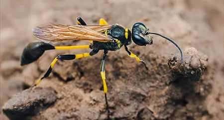 single-mud-dauber-wasp-in-murrieta-wasp-control-service-cal-oaks-termite
