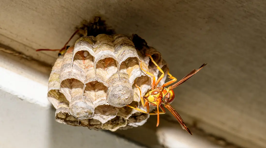 wasp-nest-on-house-eaves-in-murrieta-california-wasp-control-service-cal-oaks-termite