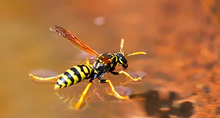 yellow-jacket-wasp-pest-control-service-murrieta-california-cal-oaks-termite